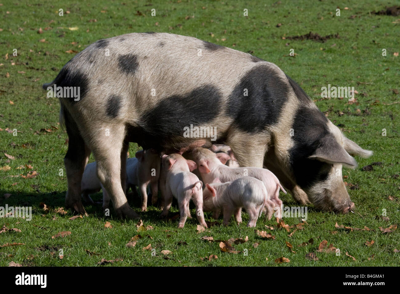 Grande Madre maculato suino nel New Forest Inghilterra suinetti di alimentazione Foto Stock