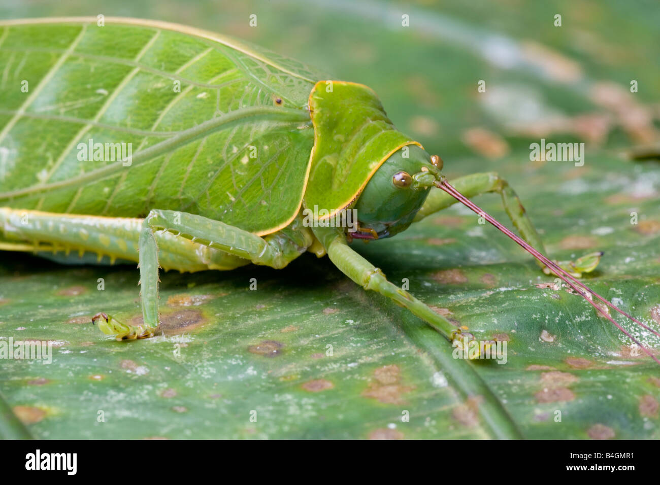 Bush cricket, Borneo Foto Stock