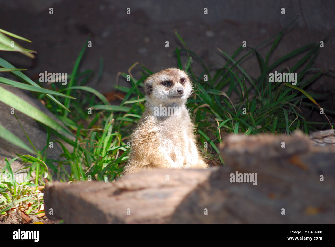 Un meerkat guardando verso la telecamera Foto Stock Un meerkat guardando verso la telecamera Foto Stock
