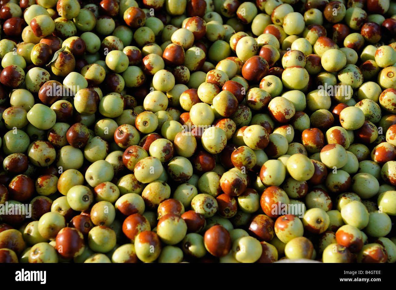 Jujube freschi o il cinese data. 2008 Foto Stock