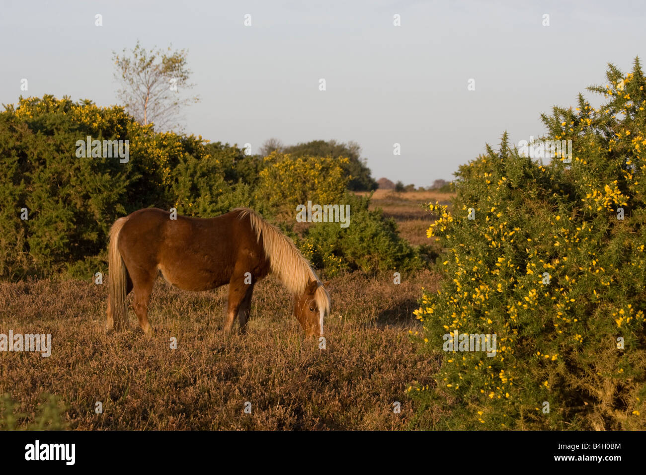 Pony pascolando nella foresta. Foto Stock