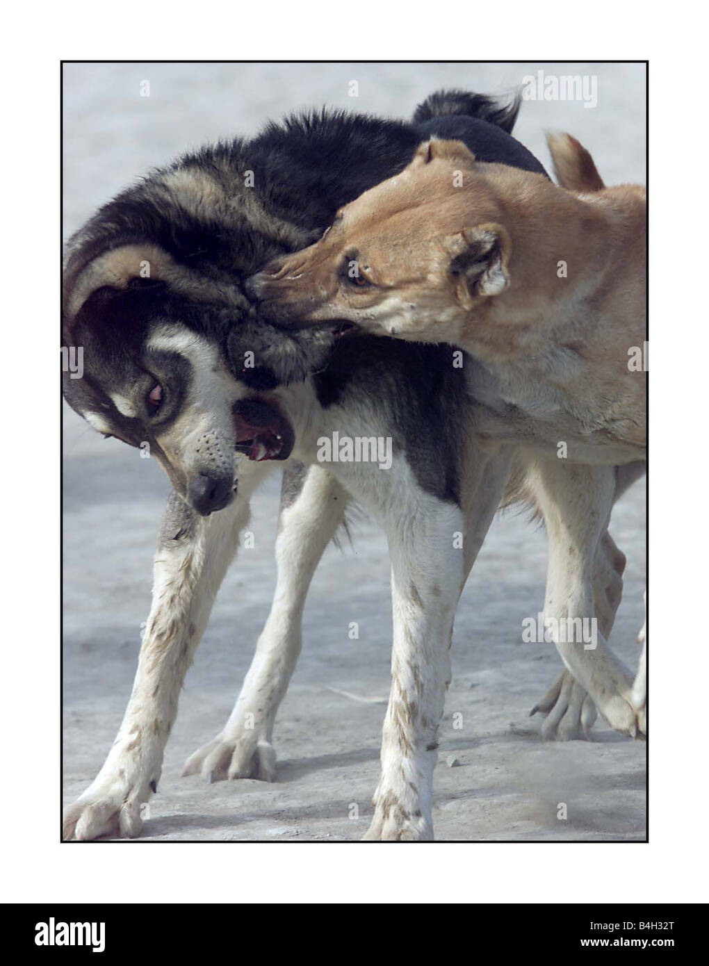 Cane animale combattimenti combattimenti in Afghanistan Kabul Dicembre 2001 Mirrorpix Foto Stock