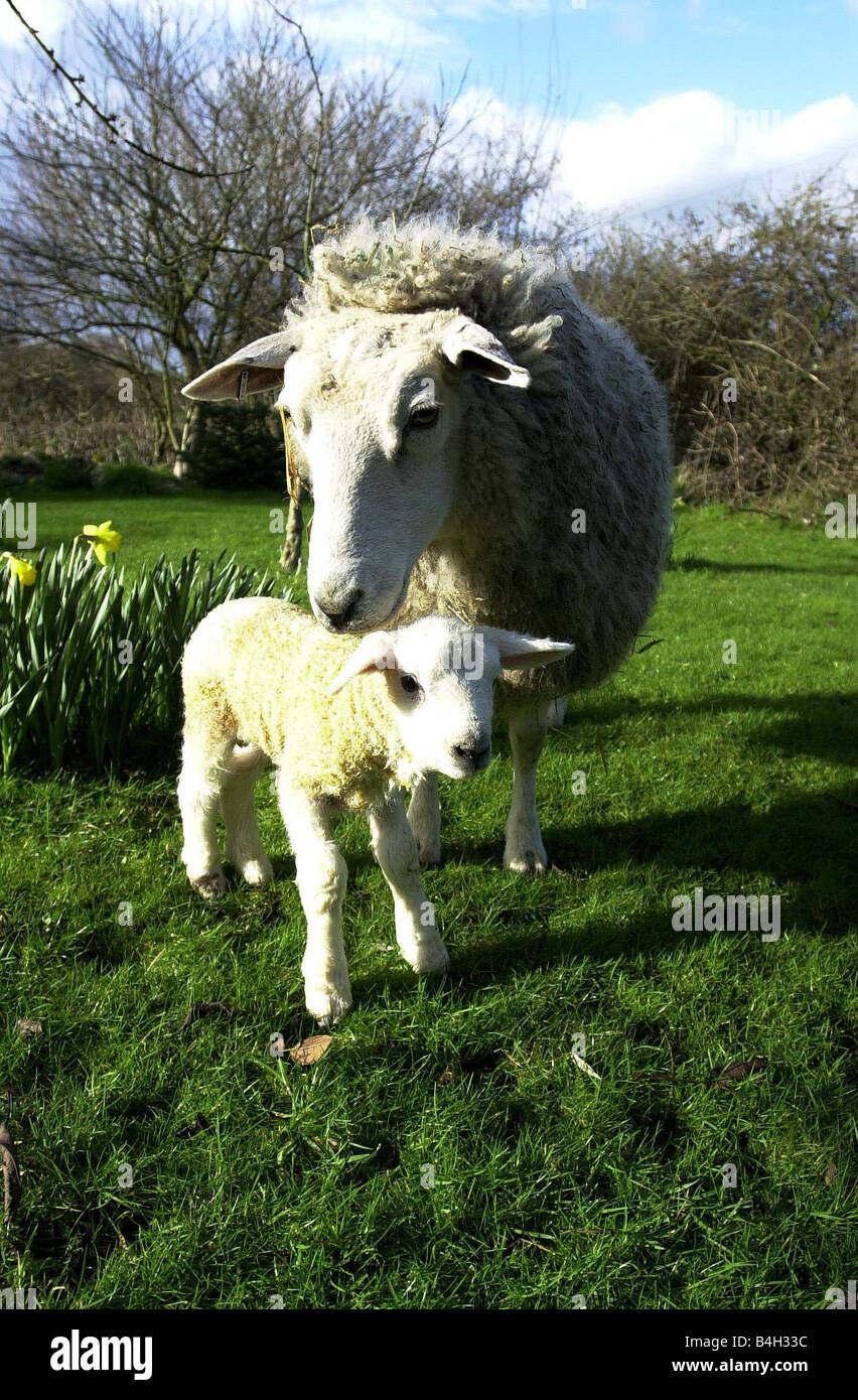 Un anno dopo l'epidemia di afta epizootica una pecora alla ricerca dopo la sua 2 ora fa agnello ultimi anni gli agnelli sono morti perché non potevano essere alimentato a causa dell'epidemia di afta epizootica Worton Home Farm in grande Chard Ashford Kent Febbraio 2002 Foto Stock