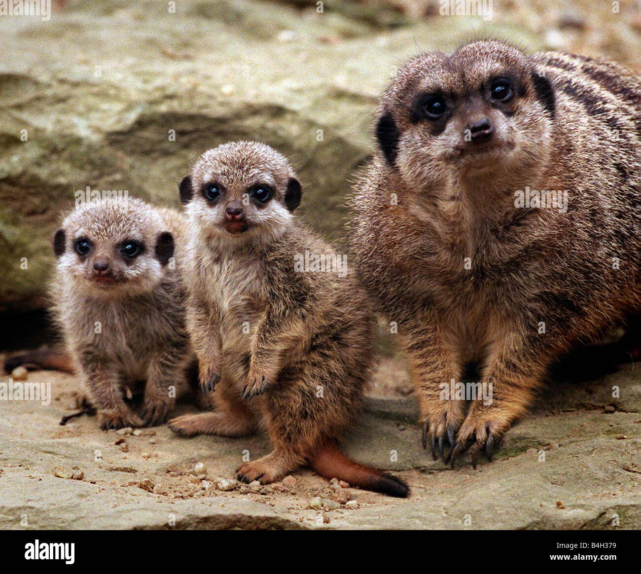 Madre Meerkat continua a chiudere gli occhi sui suoi due nuovi baby meerkats i cui nomi haven t stato deciso a causa di generi di non essere scoperto ancora lo Zoo di Edimburgo Marzo 2000 Foto Stock