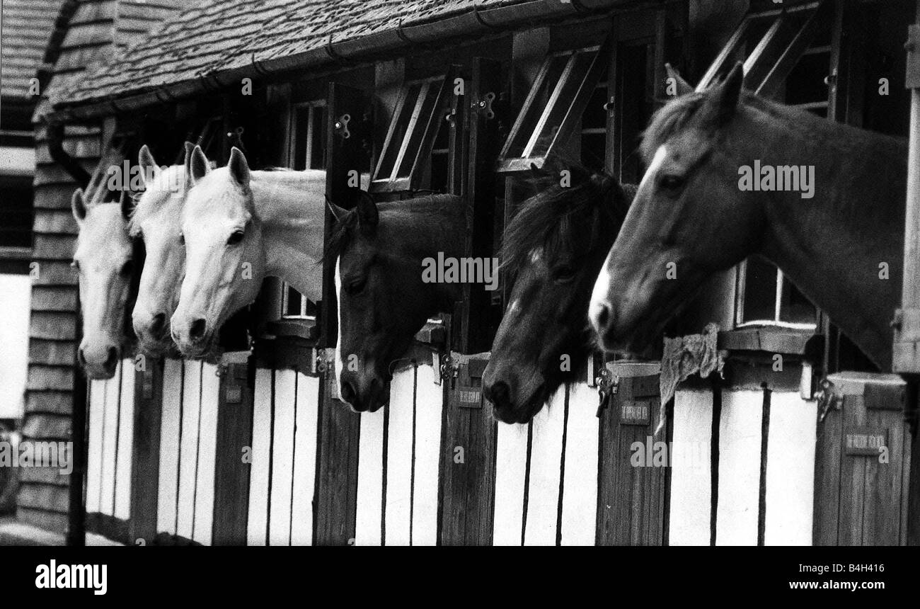 I cavalli di origine animale Aprile 1967 Questo non un raro spettacolo al Cherry Tree Farm una casa di riposo gestita dalla Lega internazionale per la protezione dei cavalli a Newchapel vicino a Lingfield Surrey Foto Stock