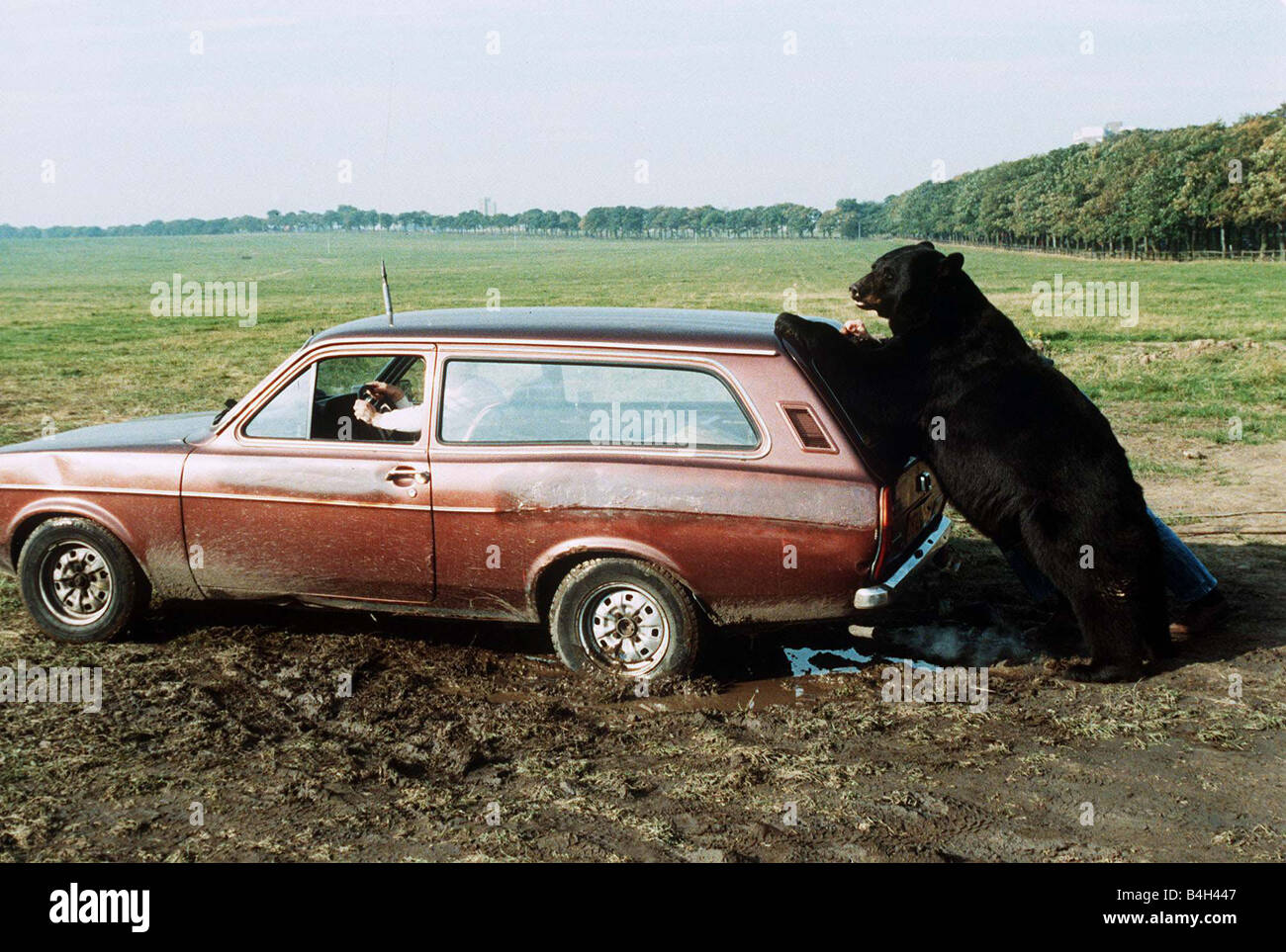 Daley l'Orso ottobre 1988 che stelle in un film chiamato scala di spade aiutare un autista in emergenza Foto Stock Daley l'Orso ottobre 1988 che stelle in un film chiamato scala di spade aiutare un autista in emergenza Foto Stock