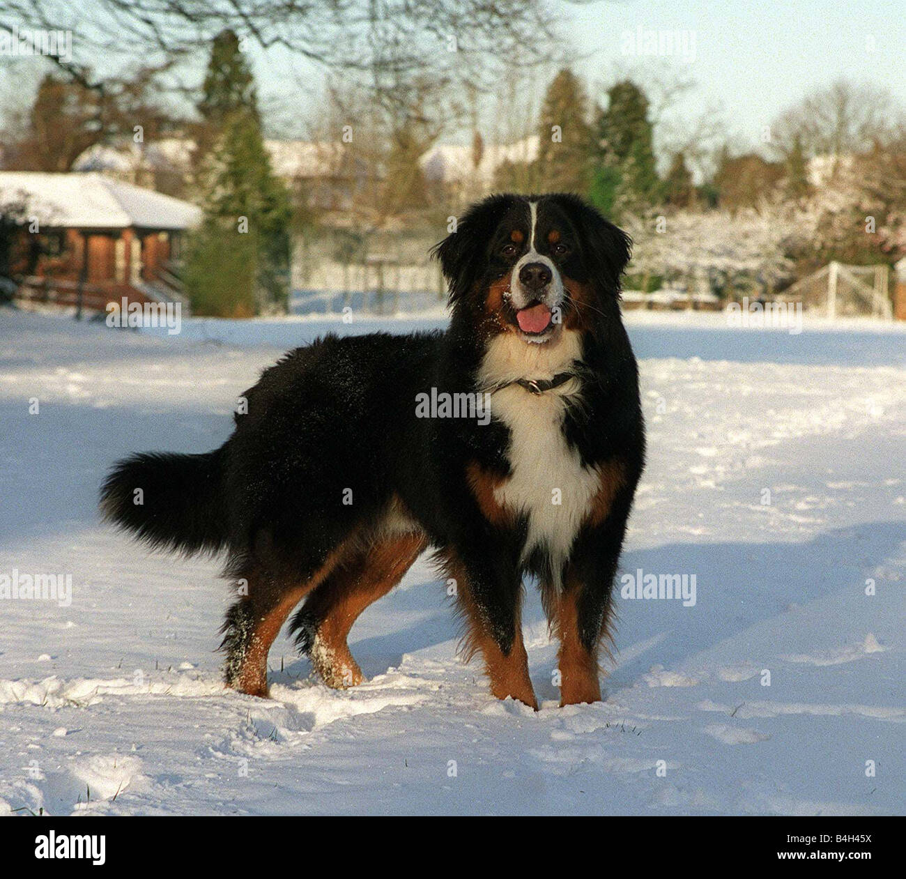 Bovaro del Bernese Sam gode il freddo snap durante il primo fine settimana di febbraio 2003 Oberland svizzeri sono cani di fattoria utilizzati per tirare bidoni per il latte al caseificio e corpo i cani nella ricerca di persone nella neve Foto Stock