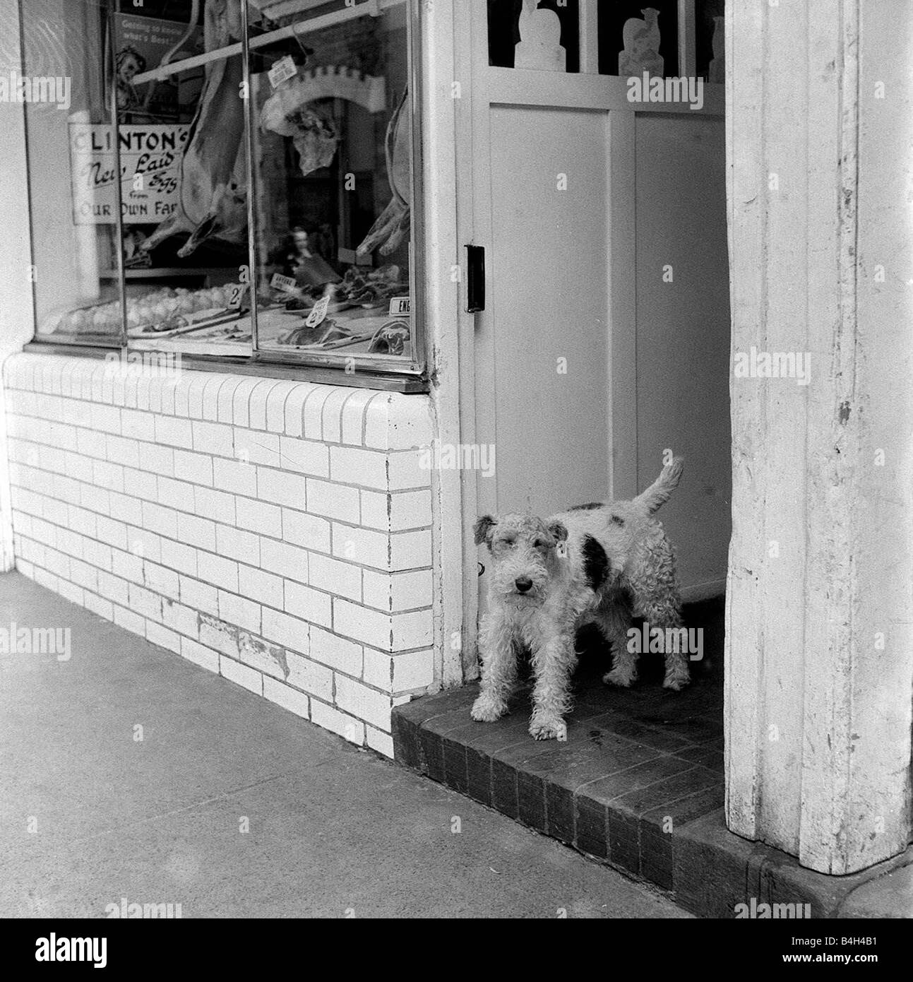 Cane animale Novembre 1954 macellai di cane Foto Stock