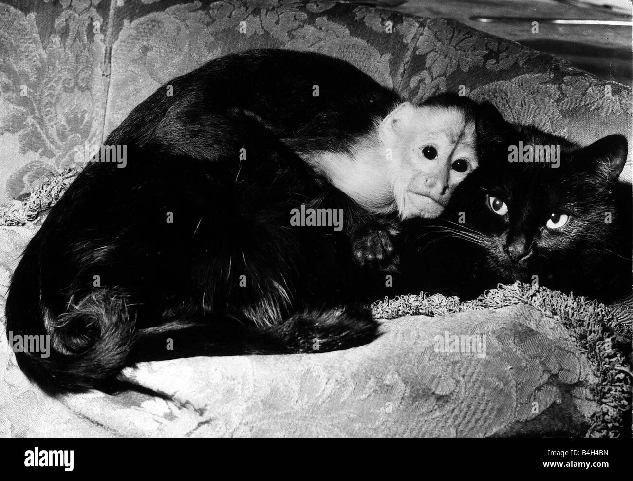 Enrico Capucine monkey e Topsy il gatto appartiene alla signora Christine Moule di Marylebone Londra Novembre 1970 Foto Stock