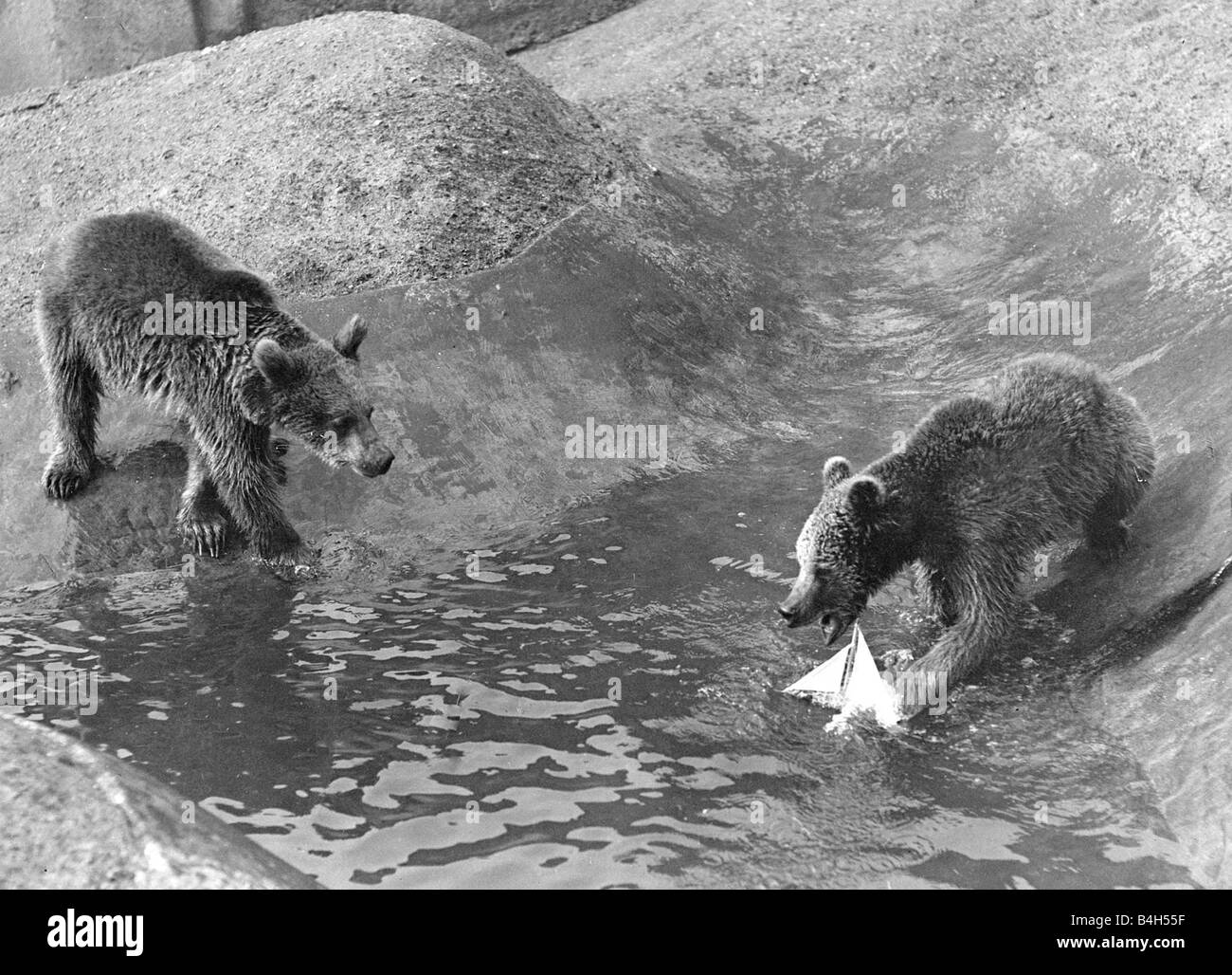 Lo Zoo di Londra di orso bruno un orso gioca con un giocattolo di barca in acqua piscina nel suo involucro presso lo Zoo di Londra circa 1935 Mirrorpix Foto Stock