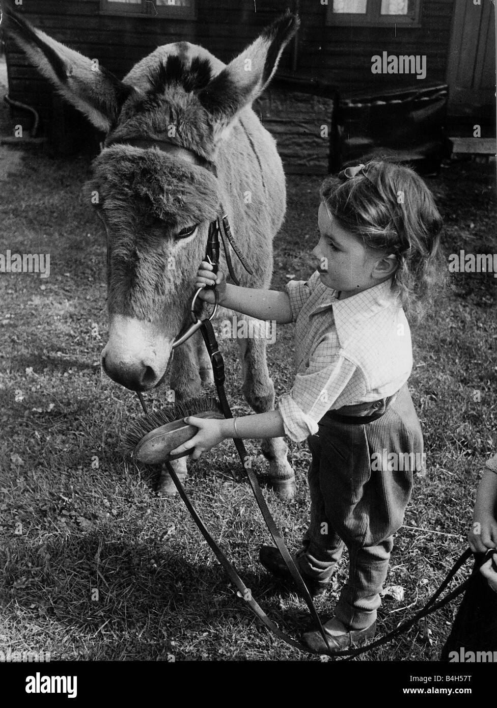 3 anno vecchio Jose Hall guardare dopo il suo asino Jenny al suo padri smallholding vicino a casa loro a Fulmer nel Buckinghamshire Jose s sister 2 ha anche il suo asino Maggio 1945 Foto Stock