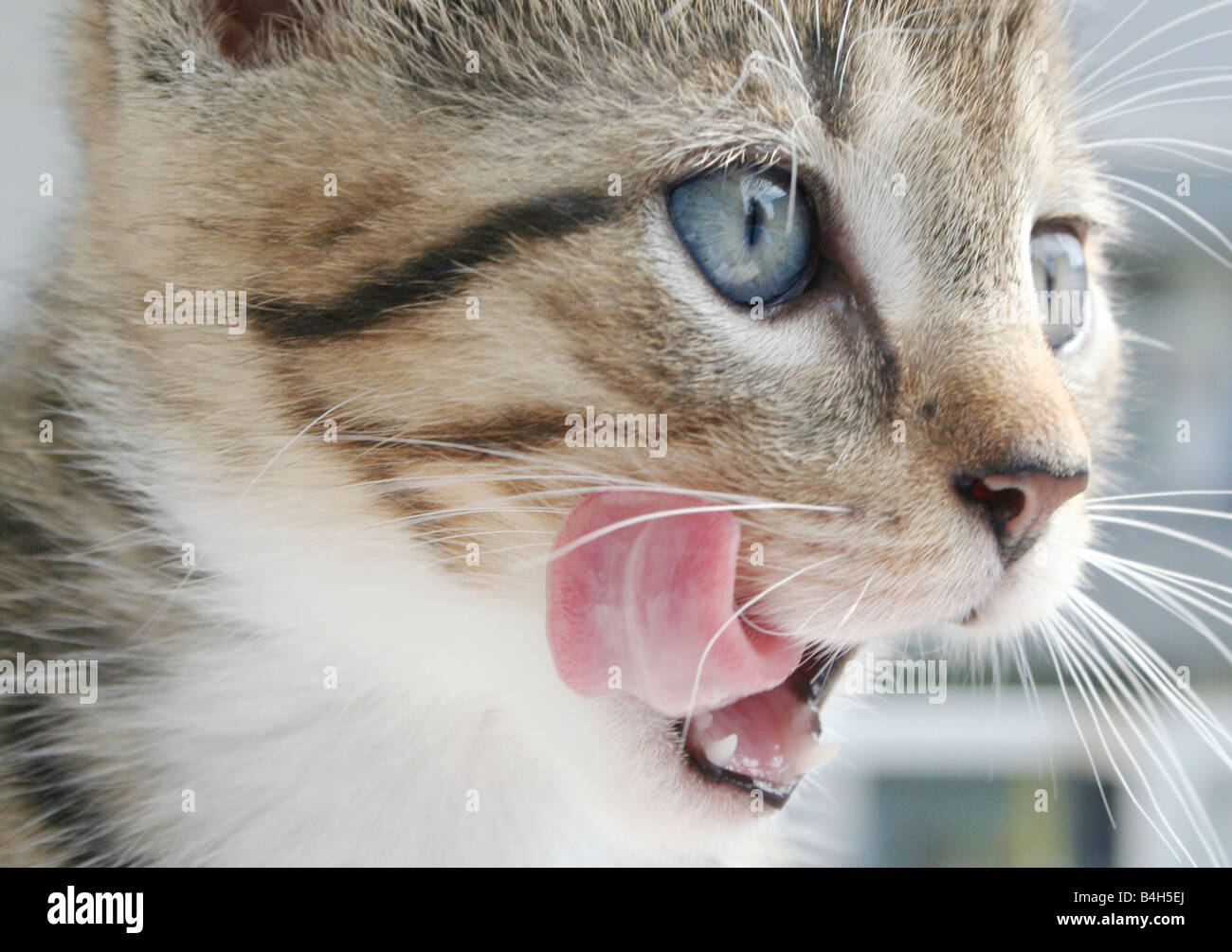 Close-up di gattino del volto Foto Stock