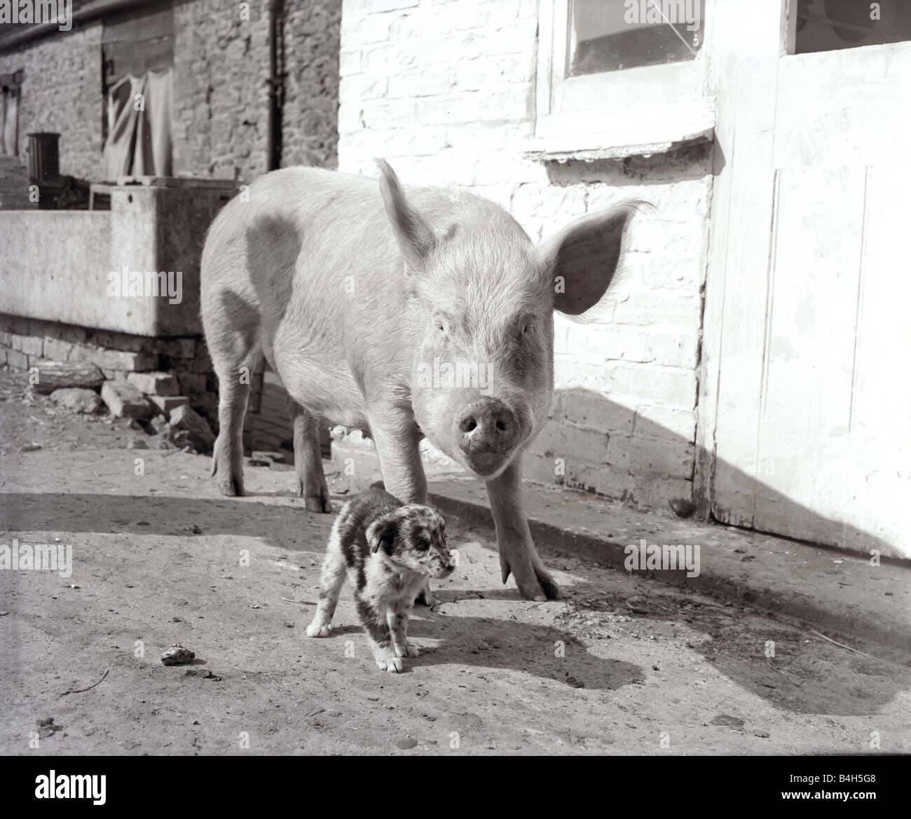 Maiale adotta cuccioli madre di maiale e maialino con baby suini cani cane cucciolo animale alimentazione amicizia Lauder 17 09 1956 Settembre 1956 1950 1956 1542 4 Daily Herald copyright Foto stock - Alamy