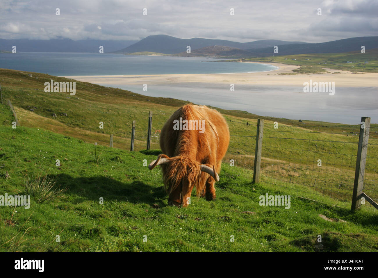 Un altopiano di mucca sulla punta di testa, Harris, Ebridi Esterne, Scozia, con Traigh Scarista dietro Foto Stock