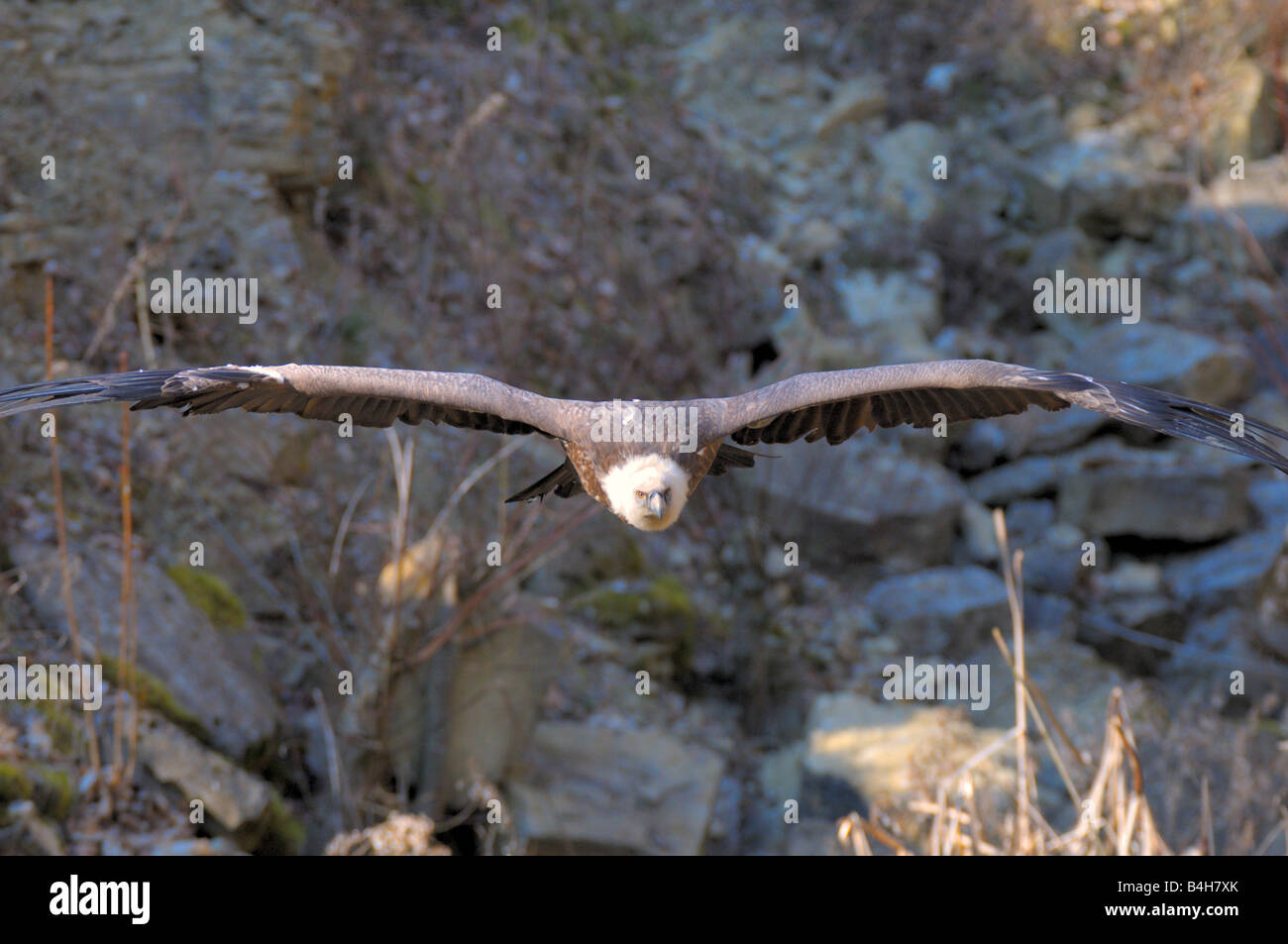 Close-up di avvoltoio in volo Foto Stock