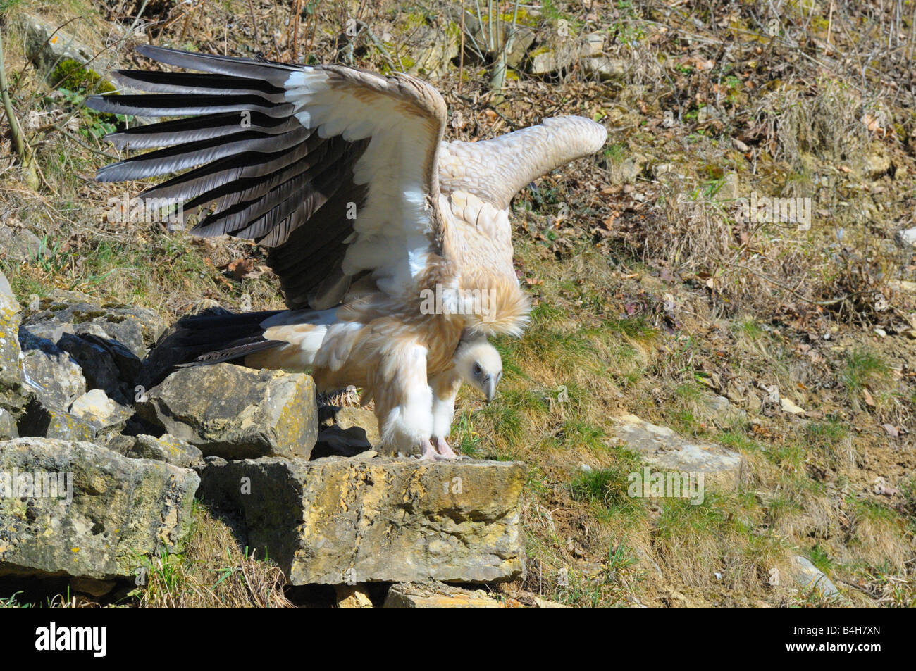Close-up del vulture diffondere le sue ali su pietra Foto Stock