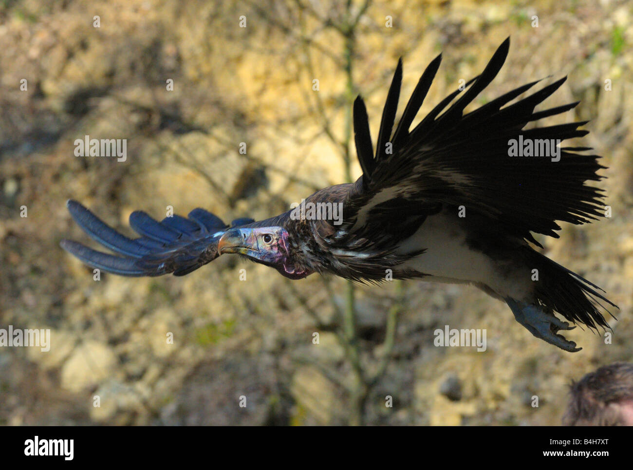 Close-up di avvoltoio in volo Foto Stock