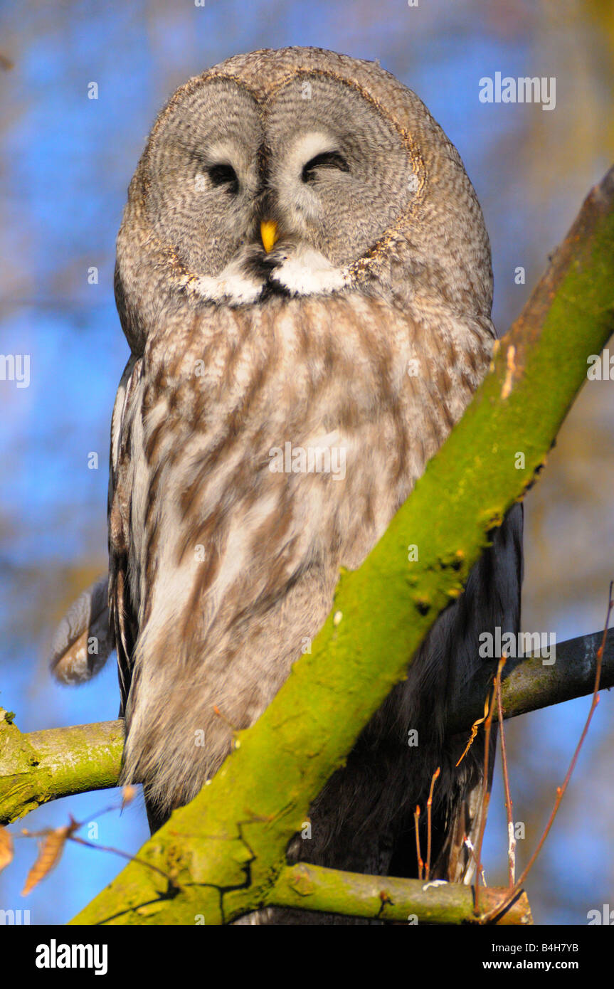Close-up di Grande Grigio allocco (Strix Nebulosa) appollaiate sul ramo Foto Stock