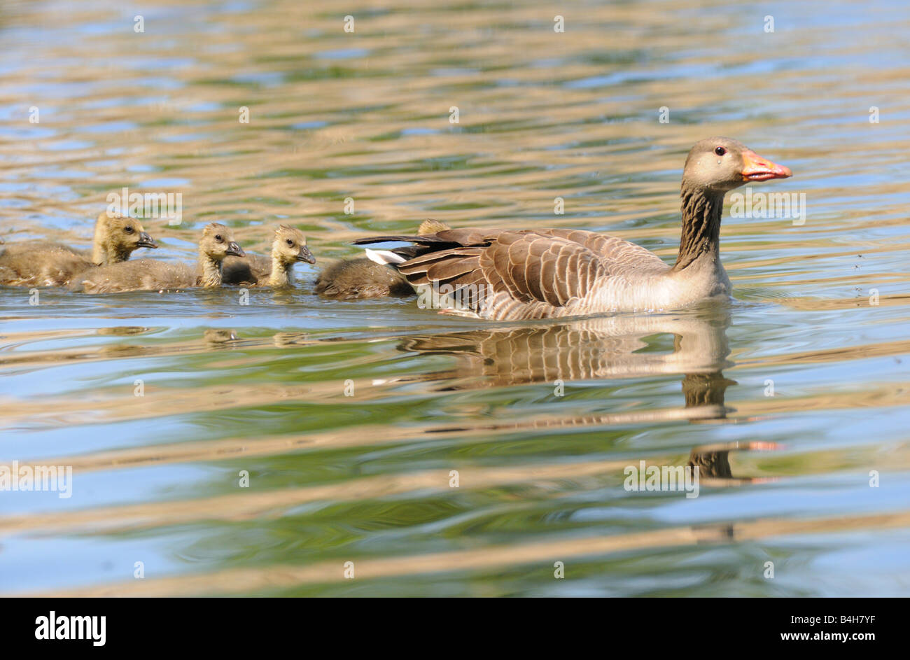 Grey Goose (Anser anser) nuotare in acqua con la sua goslings Foto Stock