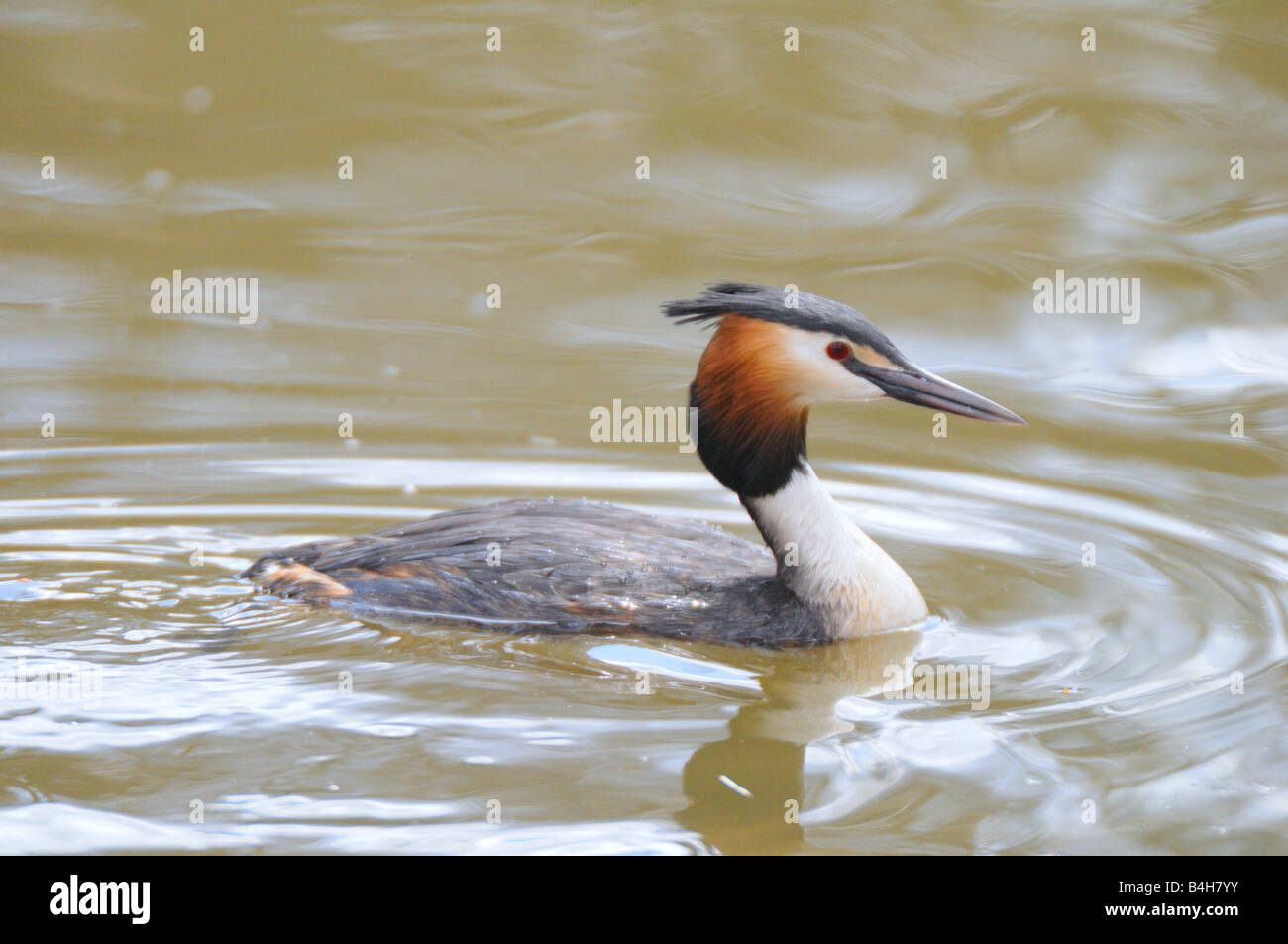 Close-up di Cape Giant Petrel (Podiceps cristatus) nuotare in acqua Foto Stock