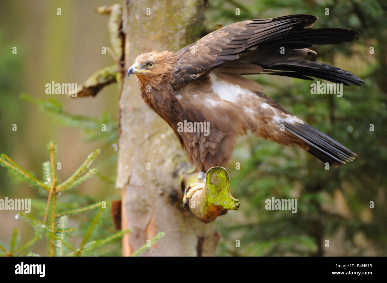 Close-up di eagle appollaiate sul ramo Foto Stock