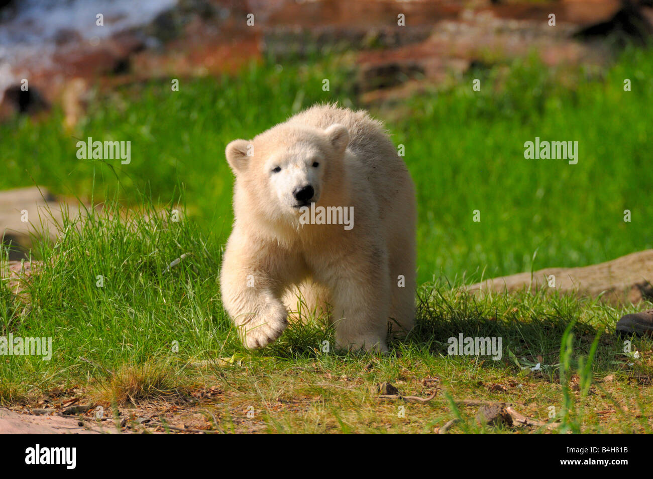 Orso polare (Ursus maritimus) passeggiate in campo, Norimberga, Germania Foto Stock