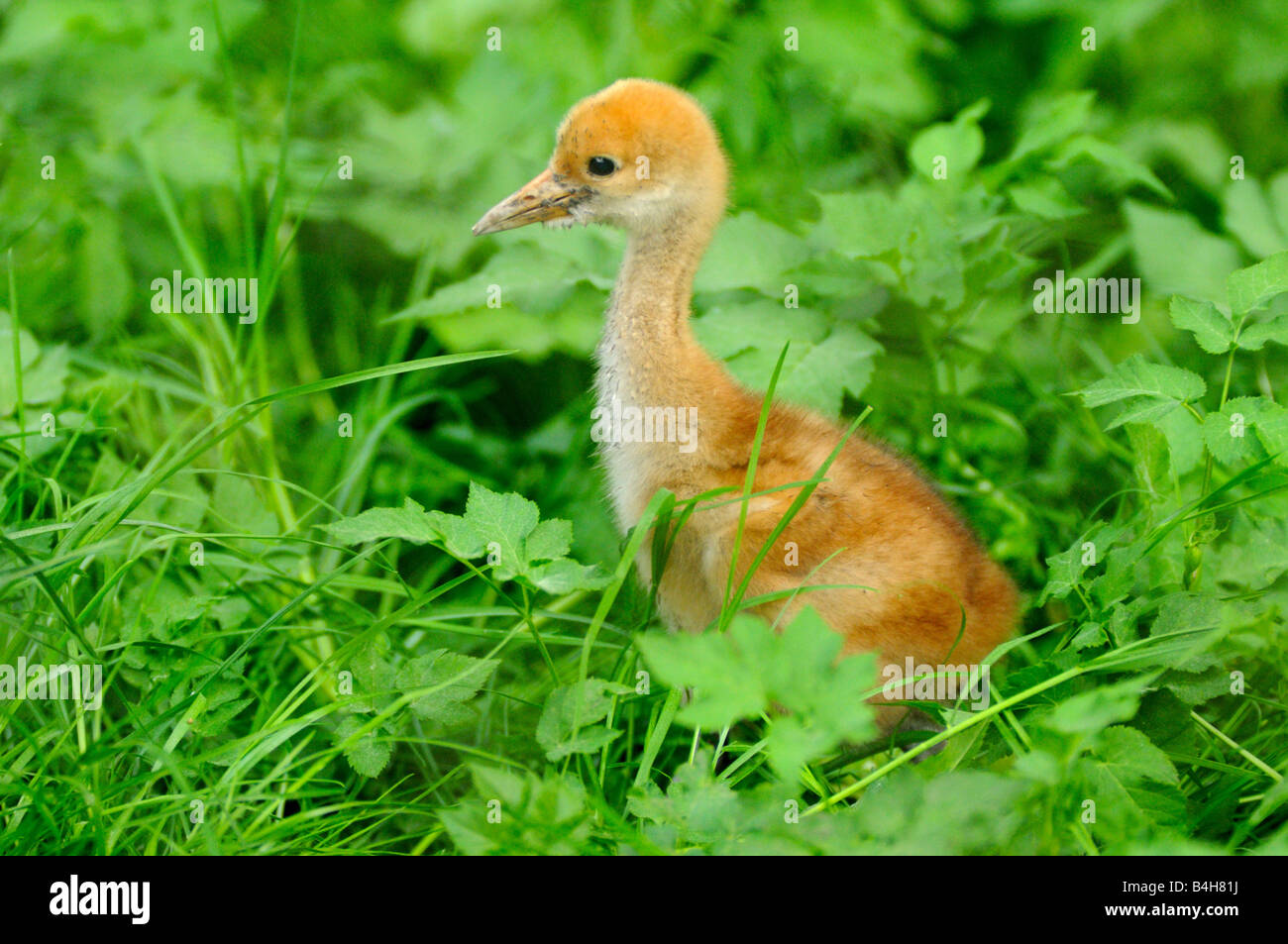 Close-up di giovani Red-crowned crane (Grus japonensis) nel campo Foto Stock