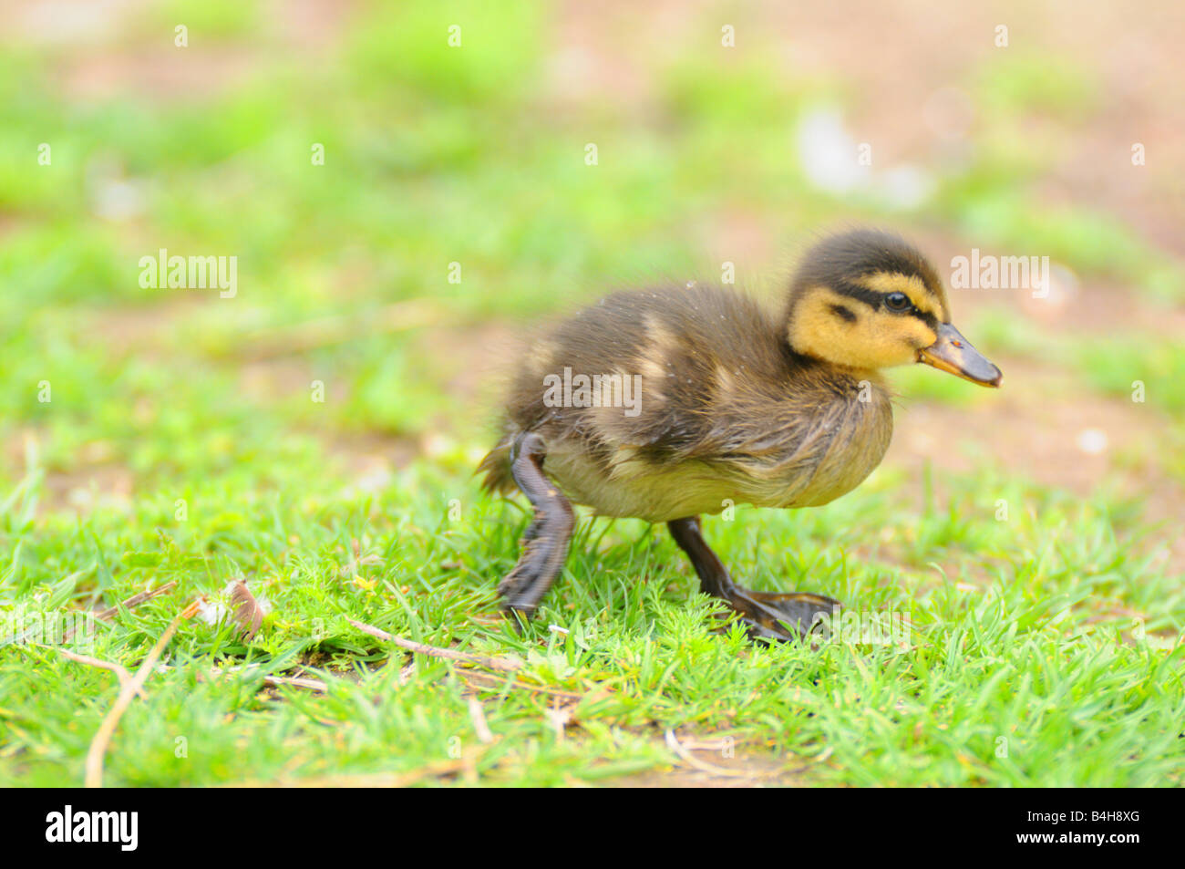 Close-up di germano reale (Anas platyrhynchos) anatroccolo camminando nel campo Foto Stock