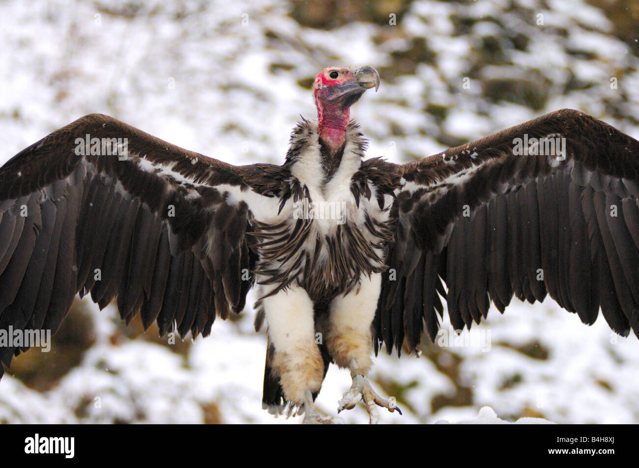 Close-up di falda di fronte-Vulture (Torgos tracheliotos) diffondere le sue ali Foto Stock