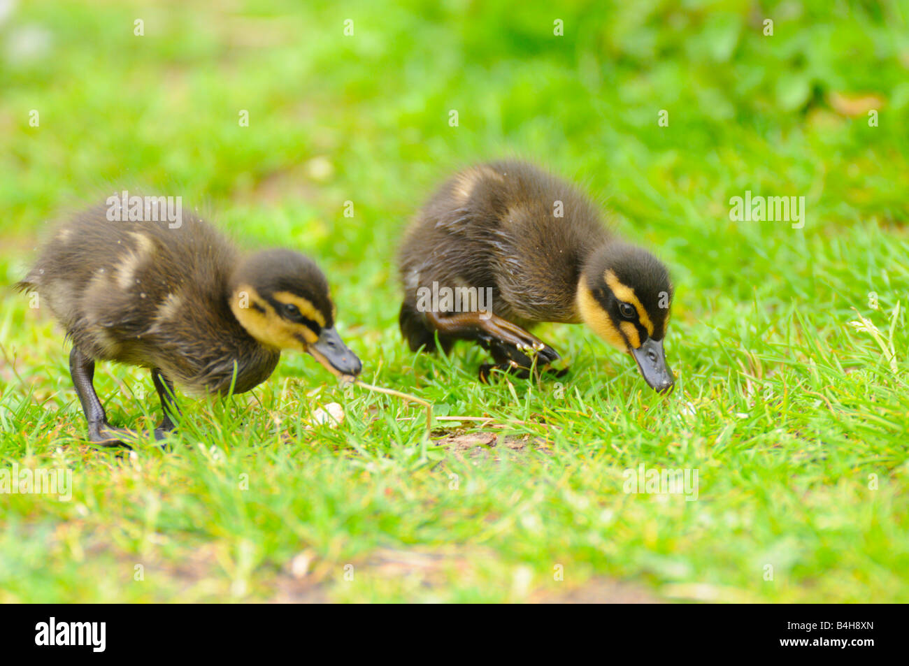 Close-up di due germano reale (Anas platyrhynchos) anatroccoli rovistando nel campo Foto Stock