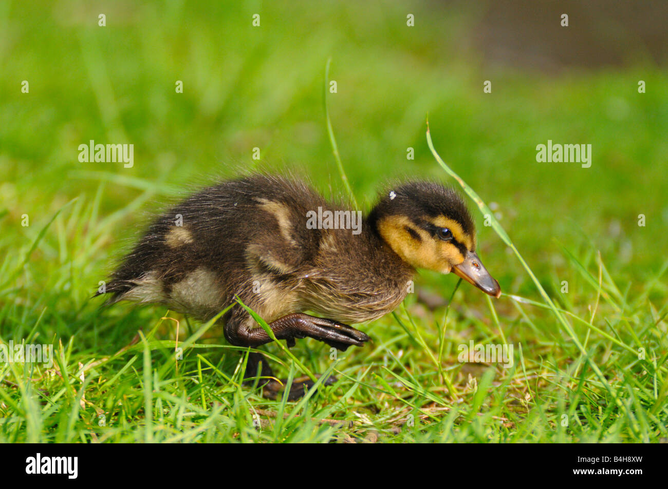 Close-up di germano reale (Anas platyrhynchos) anatroccolo camminando nel campo Foto Stock