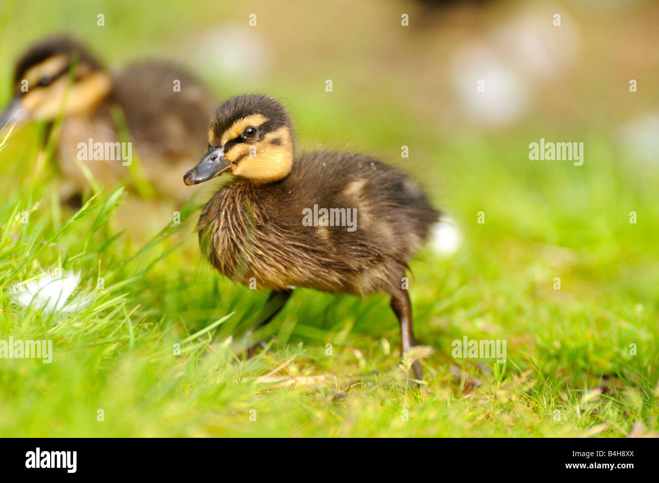 Close-up di germano reale (Anas platyrhynchos) anatroccoli nel campo Foto Stock