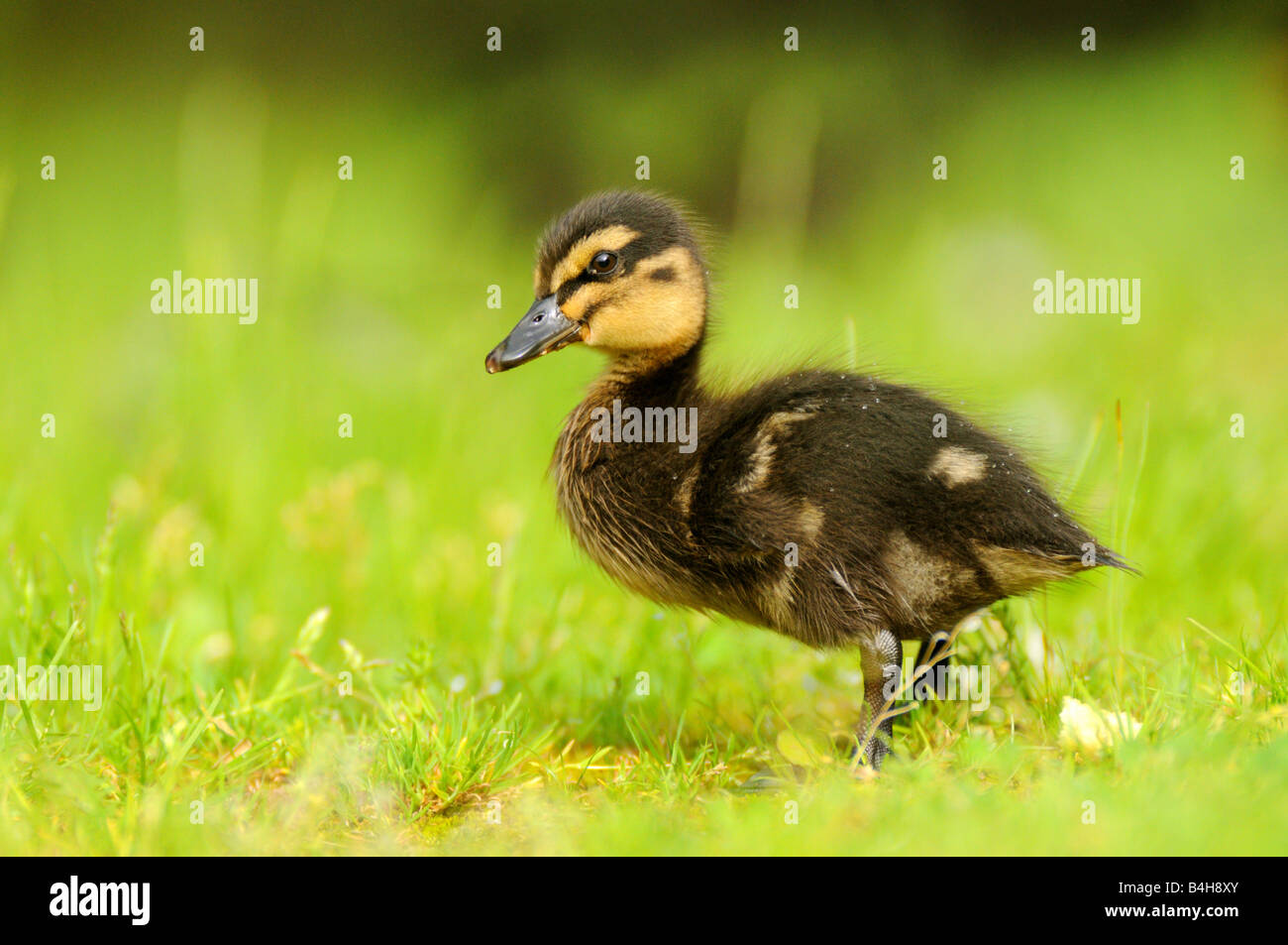 Close-up di germano reale (Anas platyrhynchos) anatroccolo nel campo Foto Stock
