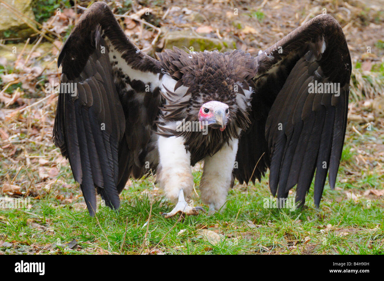 Close-up di falda di fronte-Vulture (Torgos tracheliotos) diffondere le sue ali nel campo Foto Stock