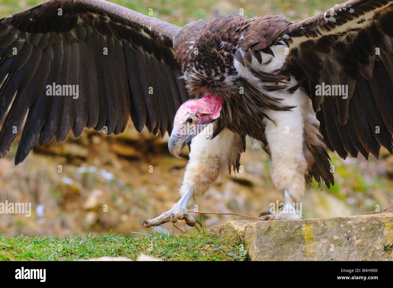 Close-up di falda di fronte-Vulture (Torgos tracheliotos) diffondere le sue ali nel campo Foto Stock
