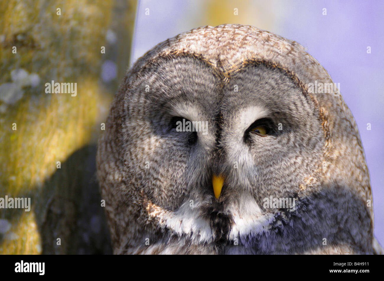 Close-up di Grande Grigio Allocco (Strix nebulosa) Foto Stock