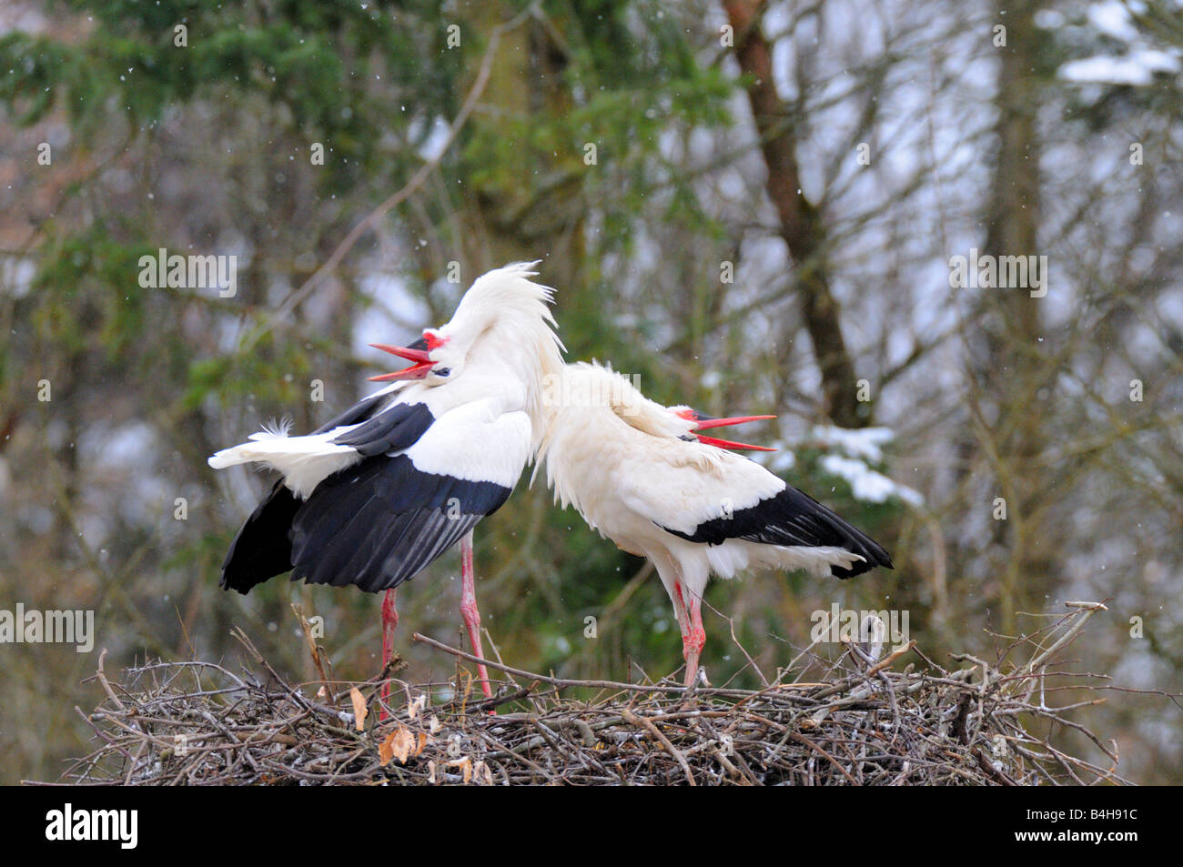 Due Cicogna bianca (Ciconia ciconia) in piedi sul suo nido Foto Stock