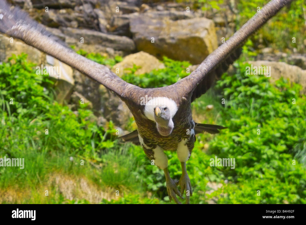 Close-up di avvoltoio in volo Foto Stock