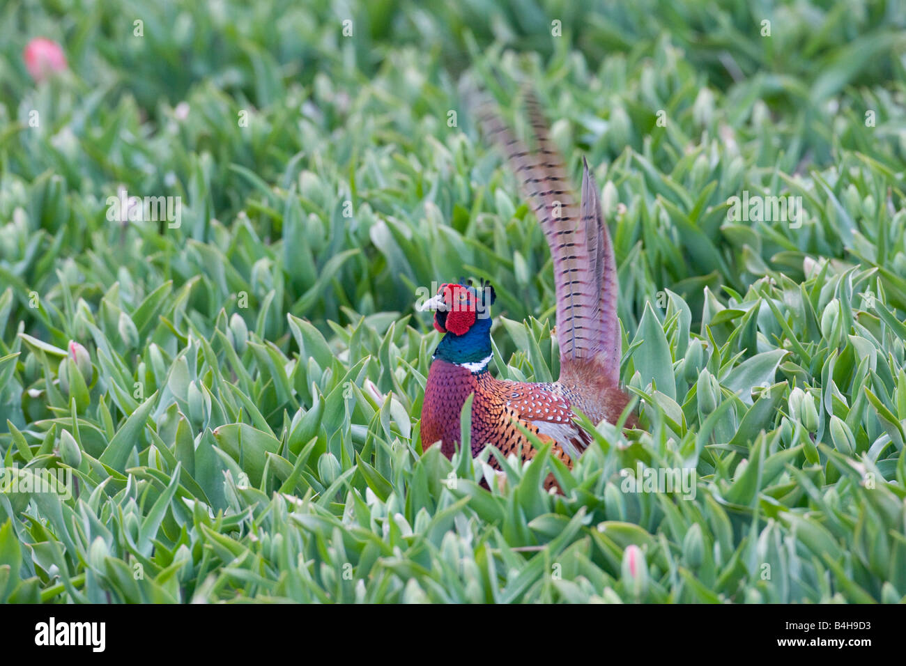 Close-up di fagiano nel campo Foto Stock