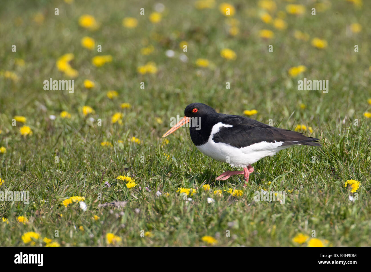 Close-up di Eurasian Oystercatcher (Haematopus ostralegus) nel campo Foto Stock