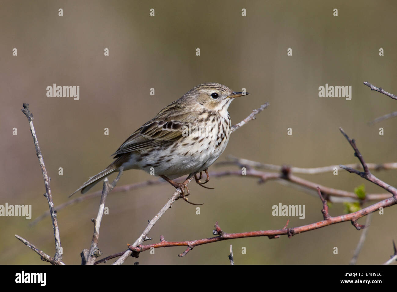 Close-up di Prato (Pipit Anthus pratensis) appollaiate sul ramo Foto Stock