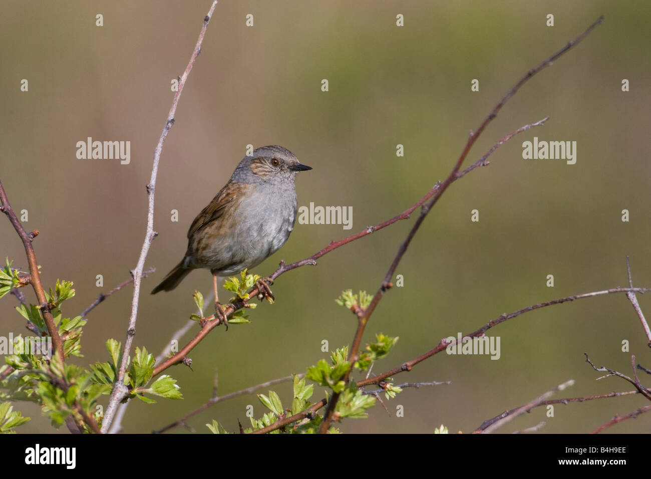Close-up di Dunnock (Prunella modularis) appollaiate sul ramo Foto Stock