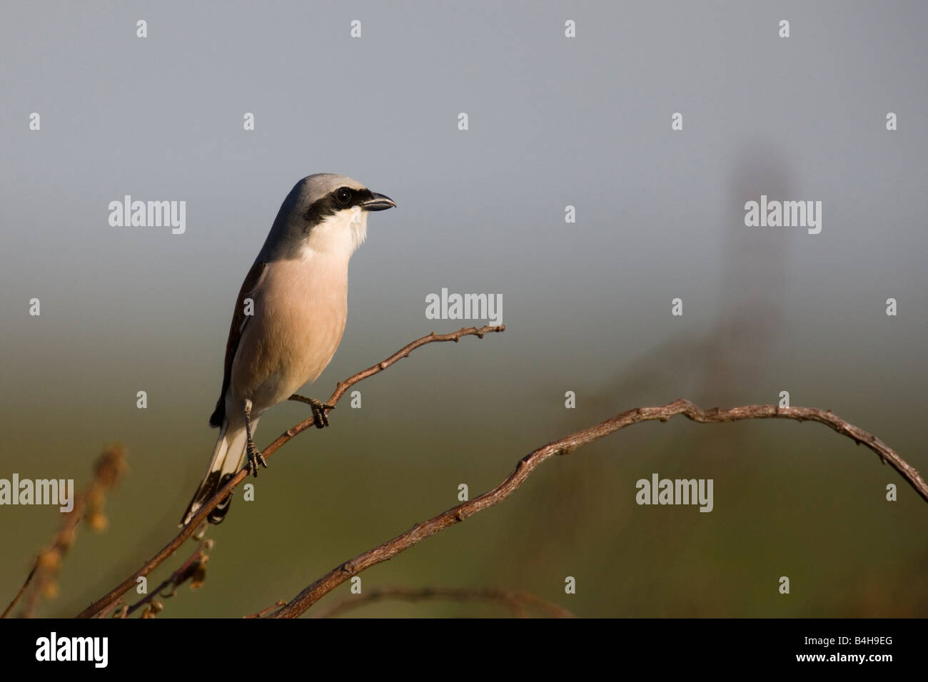 Close-up di Red-backed Shrike (Lanius collurio) appollaiate sul ramo Foto Stock