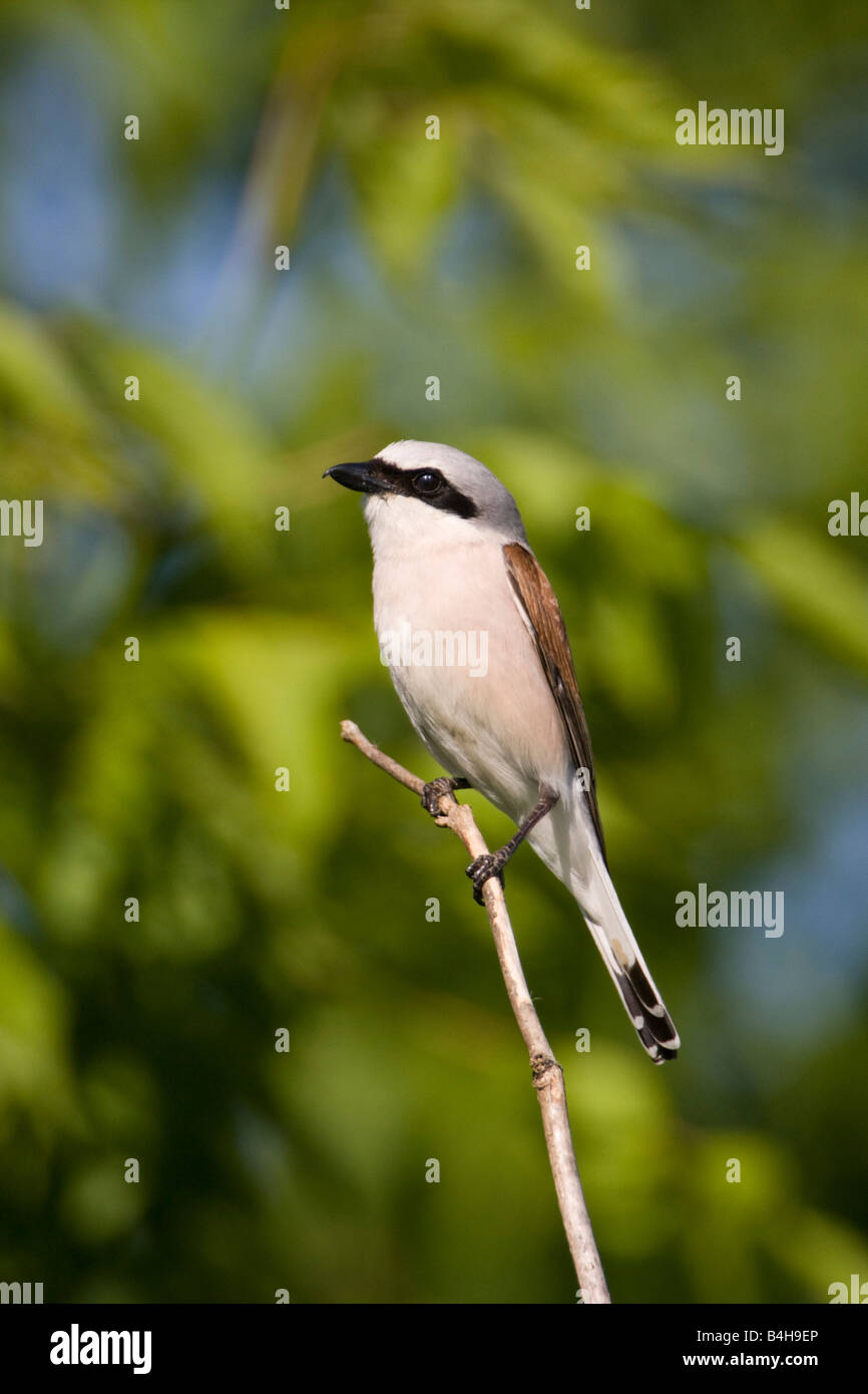 Close-up di Red-backed Shrike (Lanius collurio) appollaiate sul ramo Foto Stock