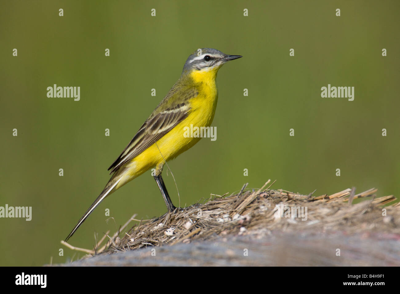 Close-up di Wagtail giallo (Motacilla flava) sulla paglia Foto Stock