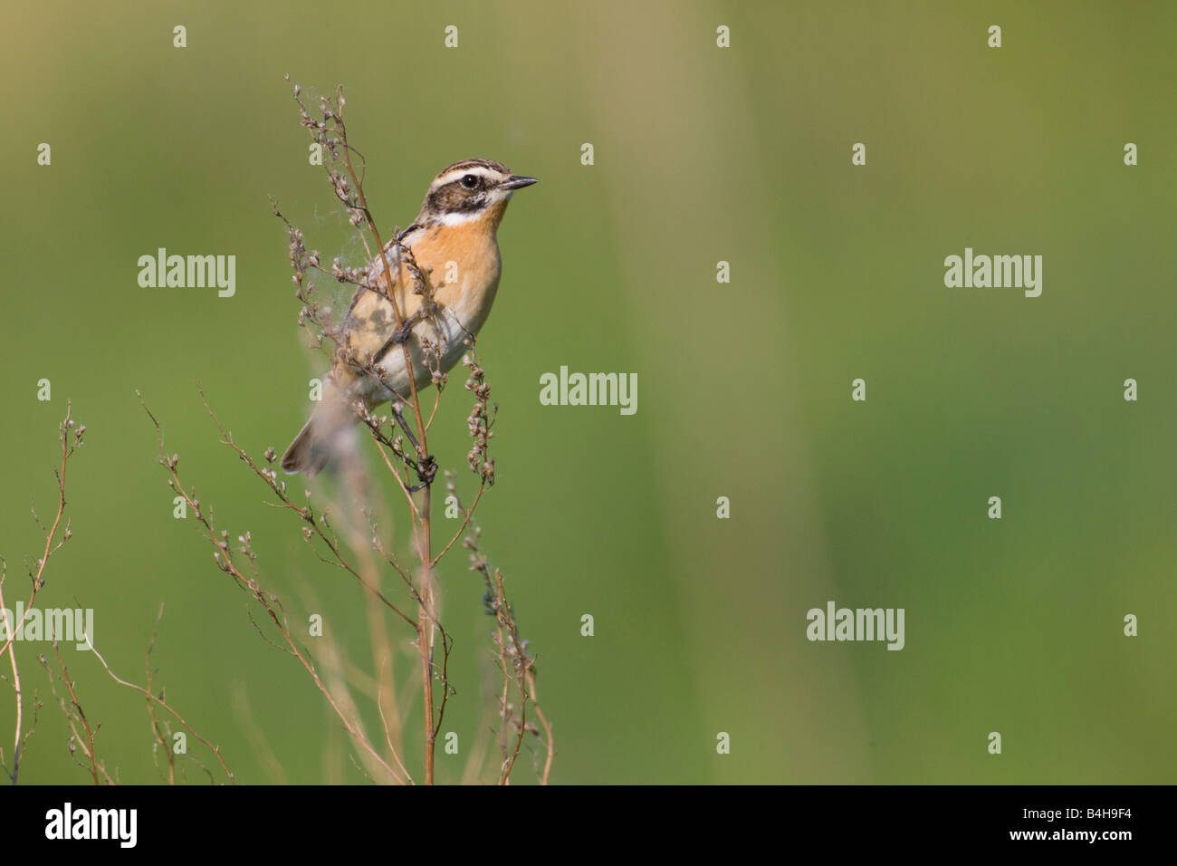 Close-up di Whinchat (Saxicola rubetra) appollaiate su ramoscello Foto Stock