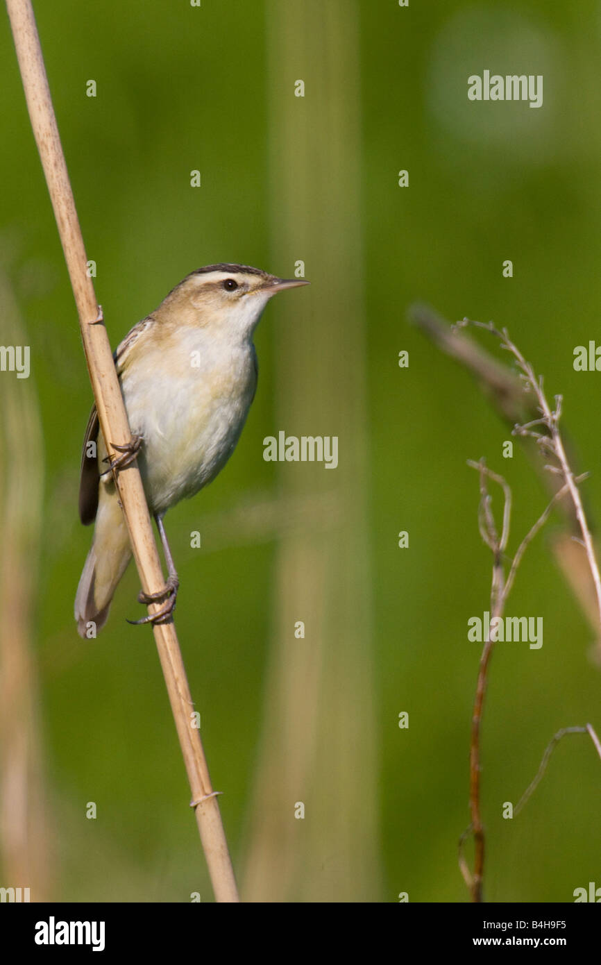 Close-up di falasco trillo (Acrocephalus schoenobaenus) appollaiate su reed Foto Stock