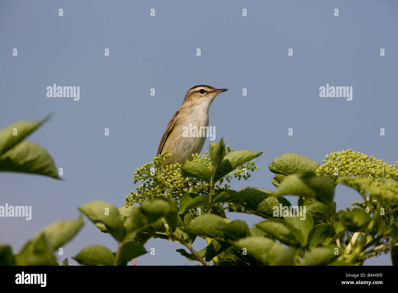 Close-up di falasco trillo (Acrocephalus schoenobaenus) appollaiate sul ramo Foto Stock