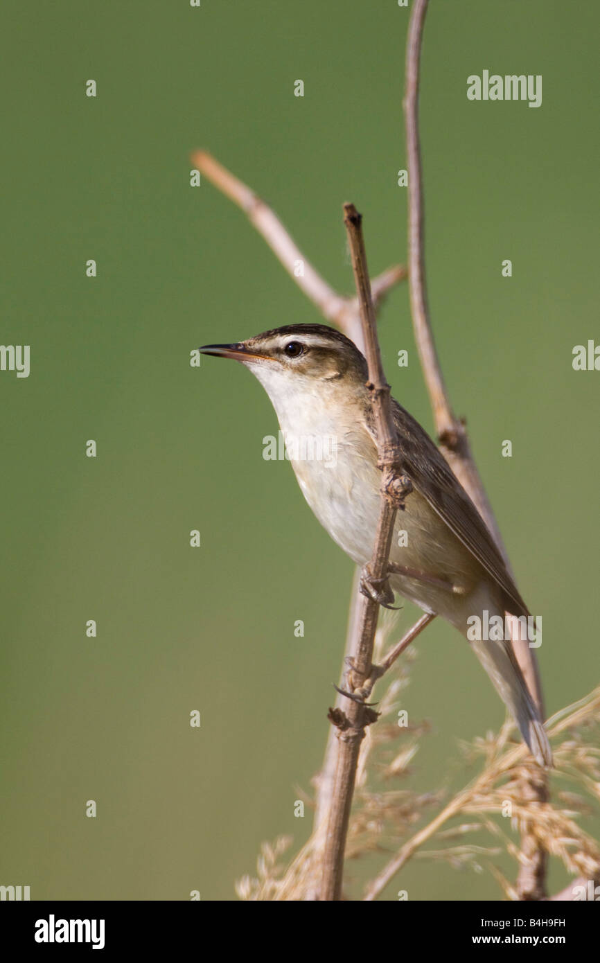 Close-up di falasco trillo (Acrocephalus schoenobaenus) appollaiate sul ramo Foto Stock