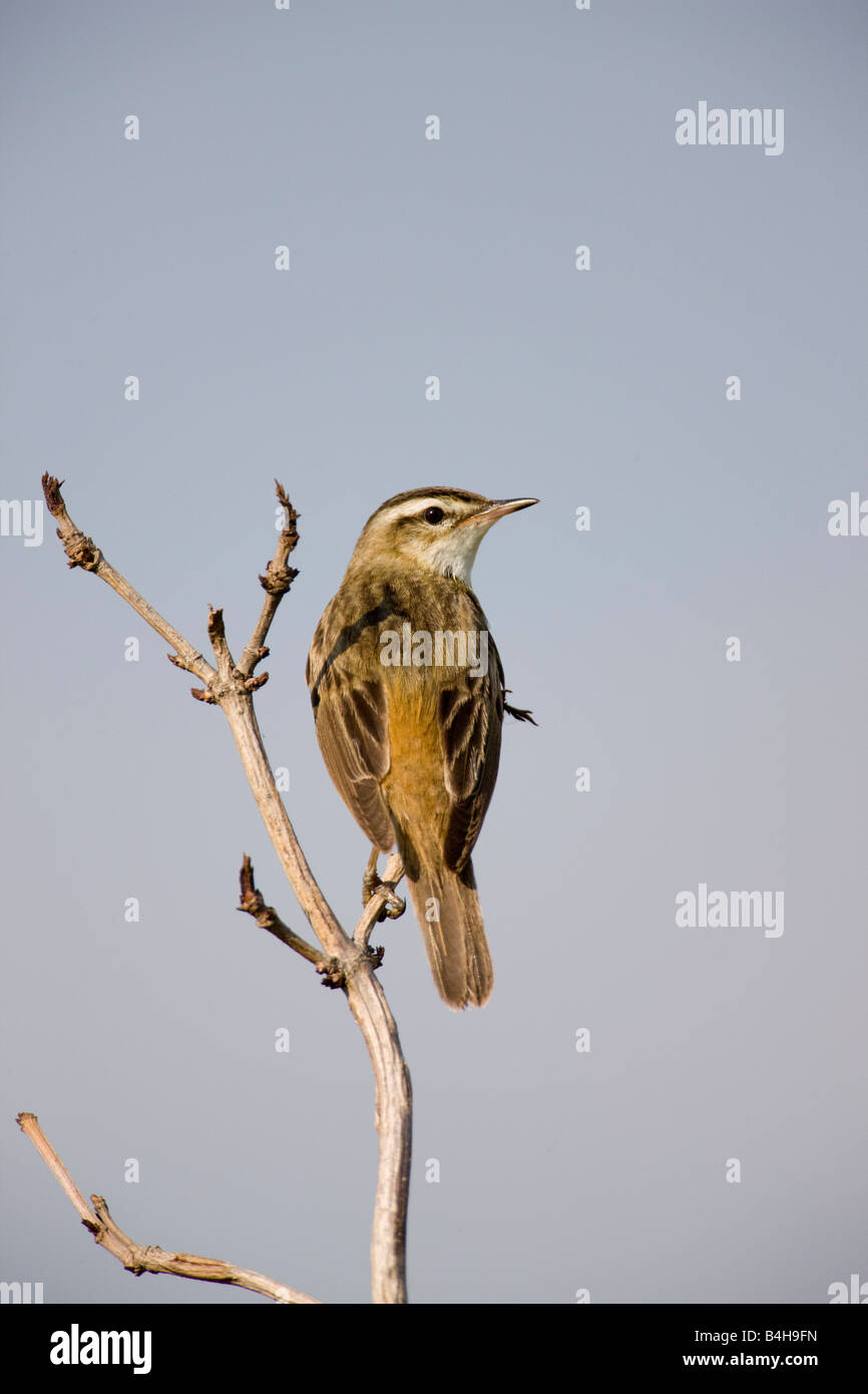 Close-up di falasco trillo (Acrocephalus schoenobaenus) appollaiate sul ramo Foto Stock